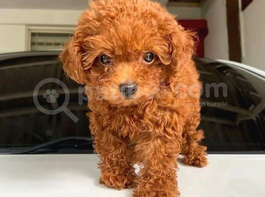 Teacup 2 Kg Garanti̇si̇ Altinda Kirmizi Red Tooy Poodle