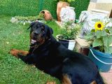 Veteriner Kontrollü A Kalite Macar Rot Yavrularım