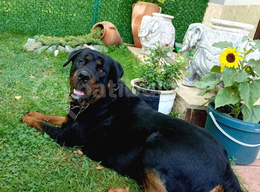 Veteriner Kontrollü A Kalite Macar Rot Yavrularım görsel
