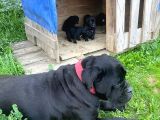 Cane corso yavrular
