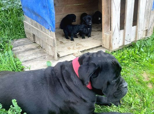 Cane Corso Yavrular