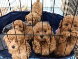 Korean maltipoo1250 Gr olacak