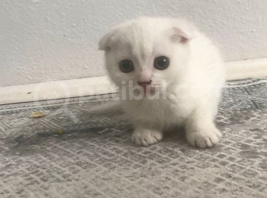 Top Surat Minnoş Teslime Hazır