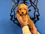 Şirin Maltipoo Yavrularımız
