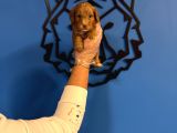 RED MALTİPOO YAVRULARIMIZ