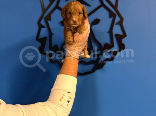 Red Malti̇poo Yavrularimiz