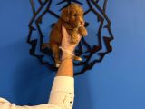 Red Malti̇poo Yavrularimiz