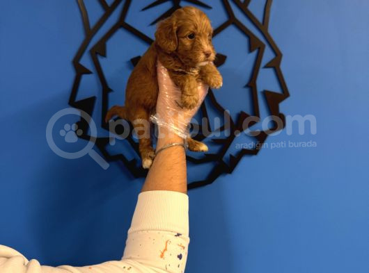 Red Malti̇poo Yavrularimiz görsel