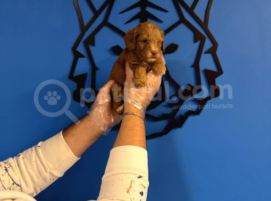 Red Malti̇poo Yavrularimiz görsel