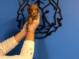 Red Malti̇poo Yavrularimiz