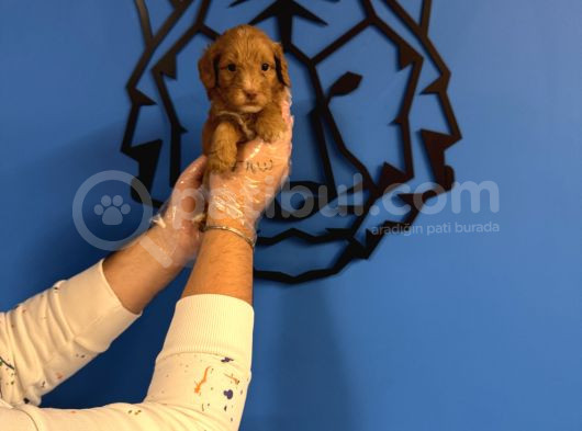 Red Malti̇poo Yavrularimiz görsel