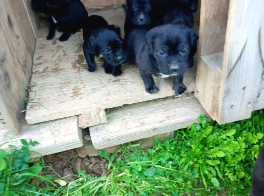 Cane Corso Yavrular görsel