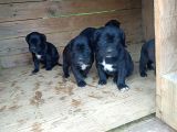 Cane Corso Yavrular