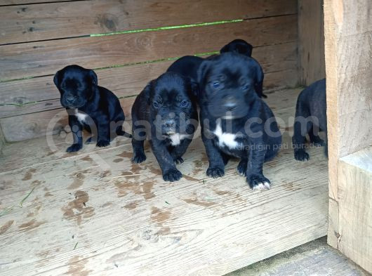 Cane Corso Yavrular görsel