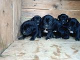 Cane Corso Yavrular