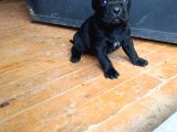 Cane Corso Yavrular