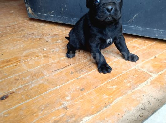 Cane Corso Yavrular görsel