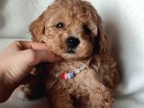 Veteriner kontrollü eğitimli toy poodle yavrularim