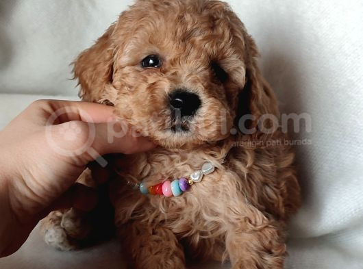 Veteriner Kontrollü Eğitimli Toy Poodle Yavrularim