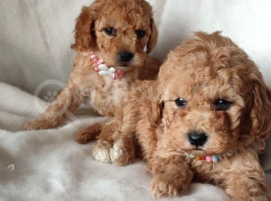 Veteriner Kontrollü Eğitimli Toy Poodle Yavrularim görsel