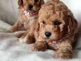 Veteriner Kontrollü Eğitimli Toy Poodle Yavrularim