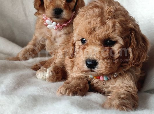 Veteriner Kontrollü Eğitimli Toy Poodle Yavrularim görsel