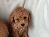 Veteriner Kontrollü Eğitimli Toy Poodle Yavrularim