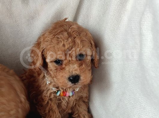 Veteriner Kontrollü Eğitimli Toy Poodle Yavrularim görsel
