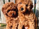 Veteriner Kontrolüyle Orijinal Toy Poodle