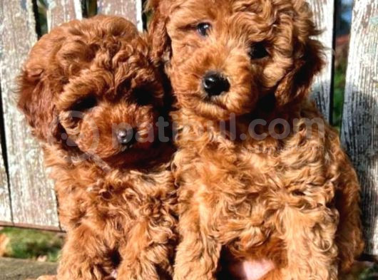 Veteriner Kontrolüyle Orijinal Toy Poodle görsel