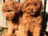 Veteriner Kontrolüyle Orijinal Toy Poodle