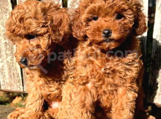 Veteriner Kontrolüyle Orijinal Toy Poodle görsel
