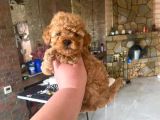 Veteriner kontrolüyle orijinal toy poodle