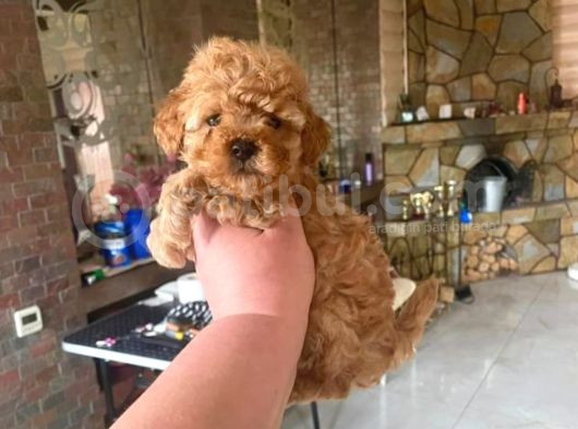 Veteriner Kontrolüyle Orijinal Toy Poodle