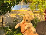 Garantili Bebek Golden