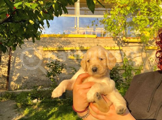 Garantili Bebek Golden görsel