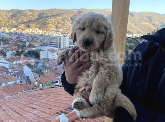 Garantili Bebek Golden