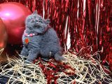 Safkan British Shorthair Blue Yavrular