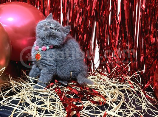 Safkan British Shorthair Blue Yavrular görsel