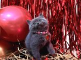 Safkan British Shorthair Blue Yavrular