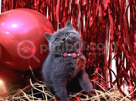 Safkan British Shorthair Blue Yavrular görsel