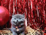 Safkan british shorthair blue yavrular