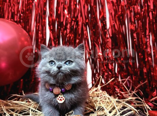 Safkan British Shorthair Blue Yavrular