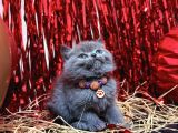Safkan British Shorthair Blue Yavrular