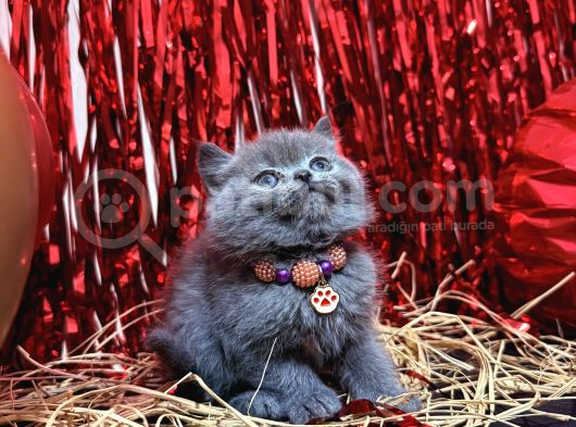 Safkan British Shorthair Blue Yavrular görsel