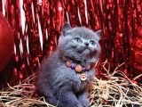 Safkan British Shorthair Blue Yavrular
