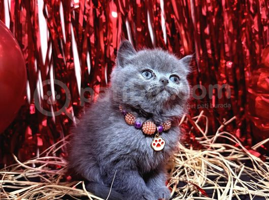 Safkan British Shorthair Blue Yavrular görsel