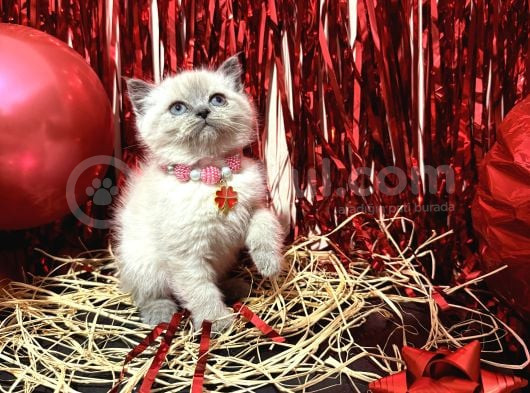 British Shorthair Bluepoint Bebekler görsel