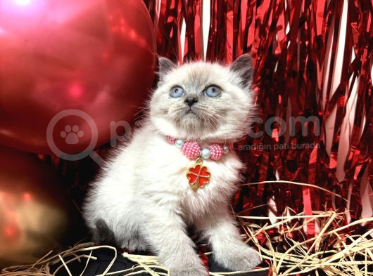 British Shorthair Bluepoint Bebekler görsel