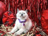British Shorthair Bluepoint Bebekler